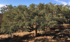 ADOPT A CORK OAK TREE | Help MONTADO to thrive | Annual plans